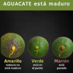 El Color del Tallo del Aguacate: Un Indicador Clave de Su Frescura