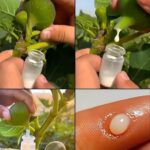 La Valiosa Savia de Higos: Un Tesoro Desconocido