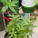Las Asombrosas Propiedades de una Planta Común: ¡Descubre su Oro Verde!