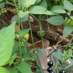 Las asombrosas propiedades de una de las plantas más milagrosas del mundo