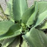 7 Beneficios Sorprendentes del Kalanchoe que Debes Conocer